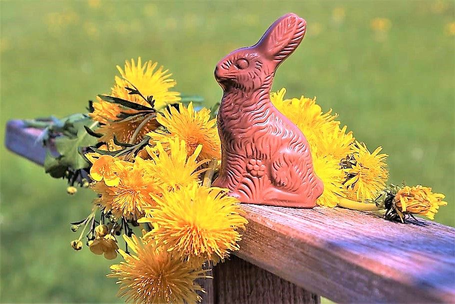 dark chocolate bunny